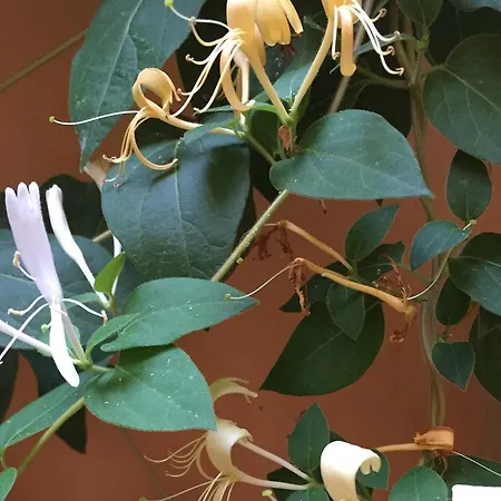 Apartment Jasmin Varna