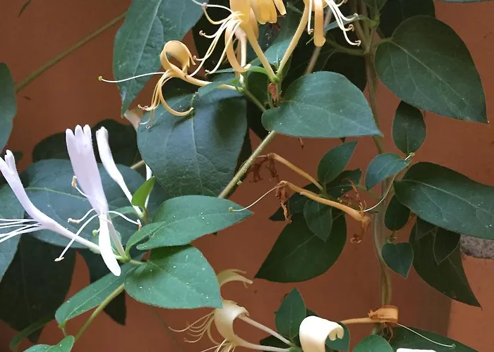 Apartamento Jasmin Varna